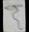 Parascytalocrinus Crinoid Fossil - Crawfordsville #20843-1